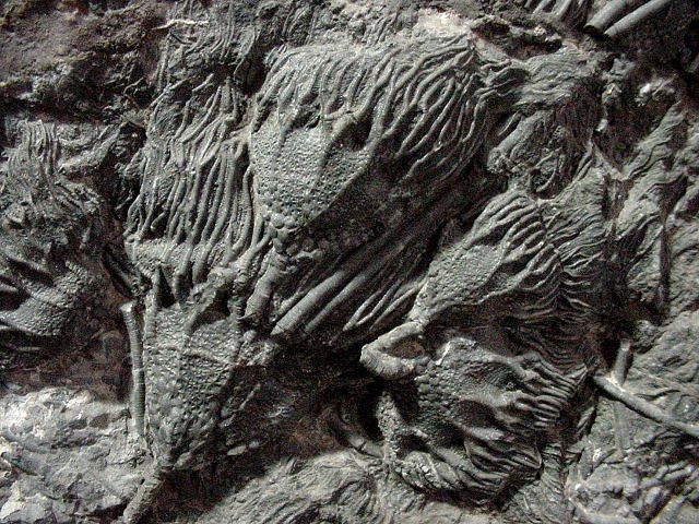 crinoid unknown species Morroco, Morocccan Imports