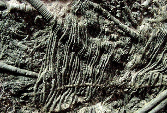 crinoid unknown species Morroco, Morocccan Imports