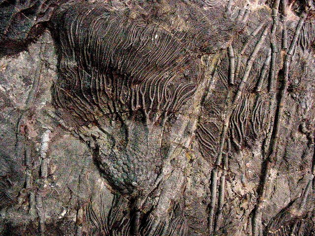 crinoid unknown species Morroco, Morocccan Imports