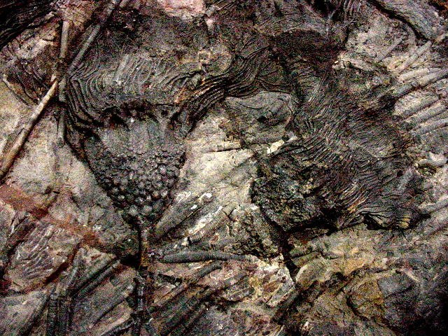 crinoid unknown species Morroco, Morocccan Imports