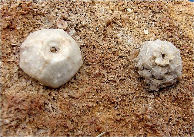 crinoidSteganocrinus pentagonus and Schizoblastus sayi (blastoid) Pike County, Illinois Mississippian-Burlington formation collins mineral co