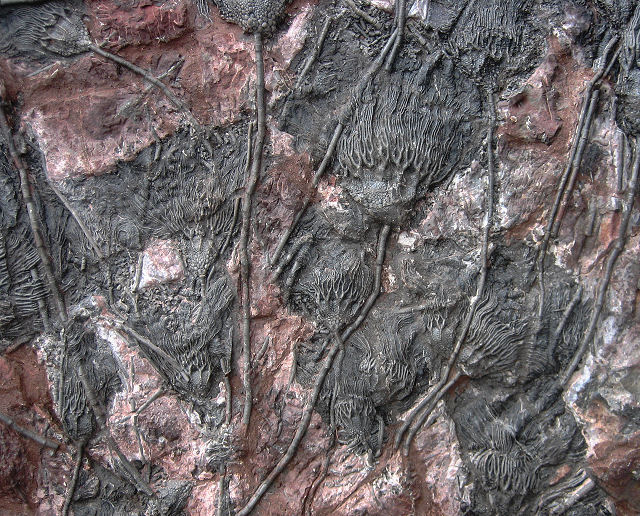 crinoids stem with crown, unknown species, morocco Le palais berbere