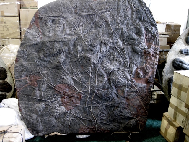 crinoids stem with crown, unknown species, morocco massive graveyard