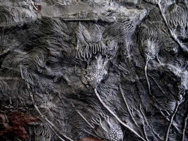 crinoids stem with crown, unknown species, morocco massive graveyard