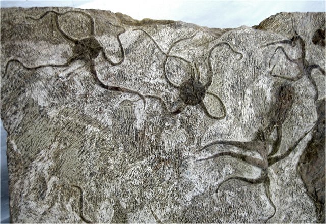 Echinoderm Fossil Brittle Star, Morocco Adnane Fossils