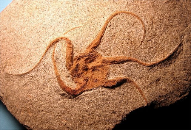 Echinoderm Fossil Brittle Star, Ophoroides Mecissi Area, Morocco Katoua Formation-Ordovician