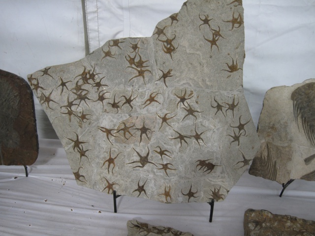 Echinoderm Fossil Starfish, Morocco Adnane Fossils