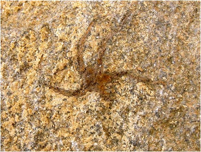 Echinoderm Fossil Starfish, Morocco, Species Unknown, Adnane Fossils