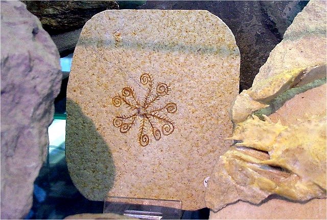 Echinoderm Fossil Starfish, Wonders Of The World Fossils