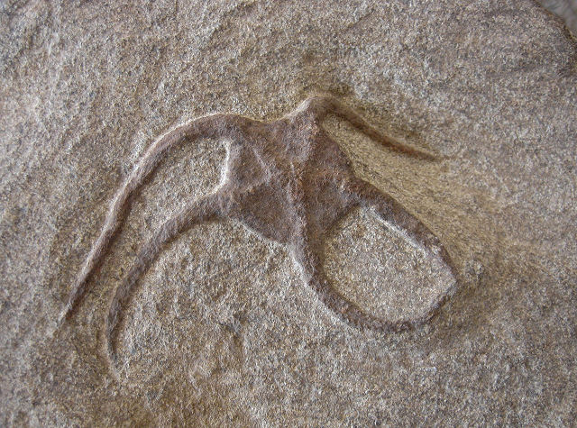 Echinoderm Fossil Starfish (Brittle Star), Morocco, Species Unknown, Le Palais Berbere