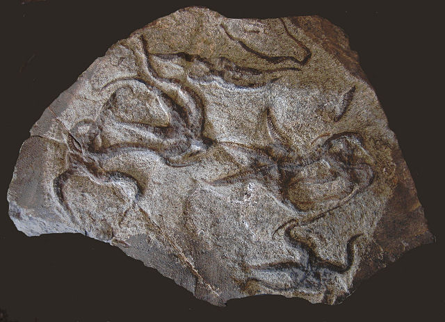 Echinoderm Fossil Starfish (Brittle Star), Morocco, Species Unknown, Le Palais Berbere