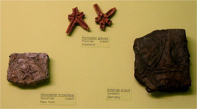 Echinoderm Fossil Starfish From Various Geologic Ages, Exhibit Museum Of Natural History, University Of Michigan, Ann Arbor, Michigan