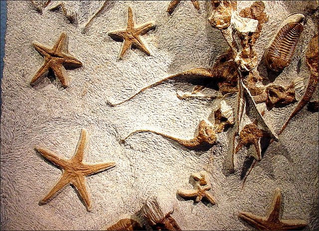 Echinoderm Fossil Starfish With Cystoids And Trilobites, Sahara, Mecissi, Morocco Ordovician, The Crystal Image