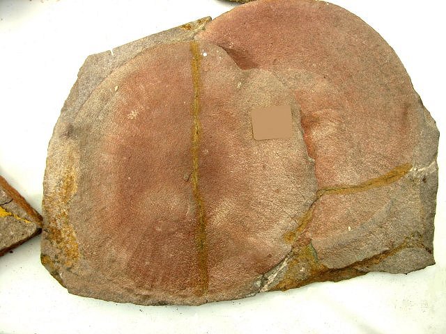 Echinoderm Sea Cucumber Of Jellyfish From Morocco,Adnane Fossils