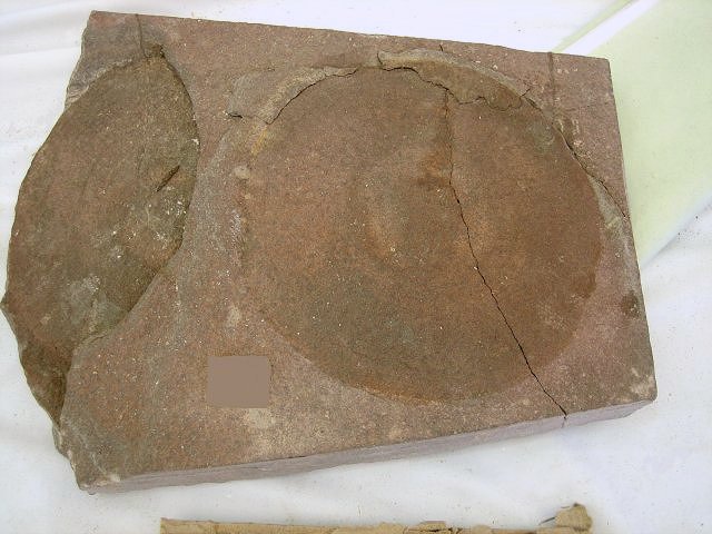 Echinoderm Sea Cucumber Of Jellyfish From Morocco,Adnane Fossils