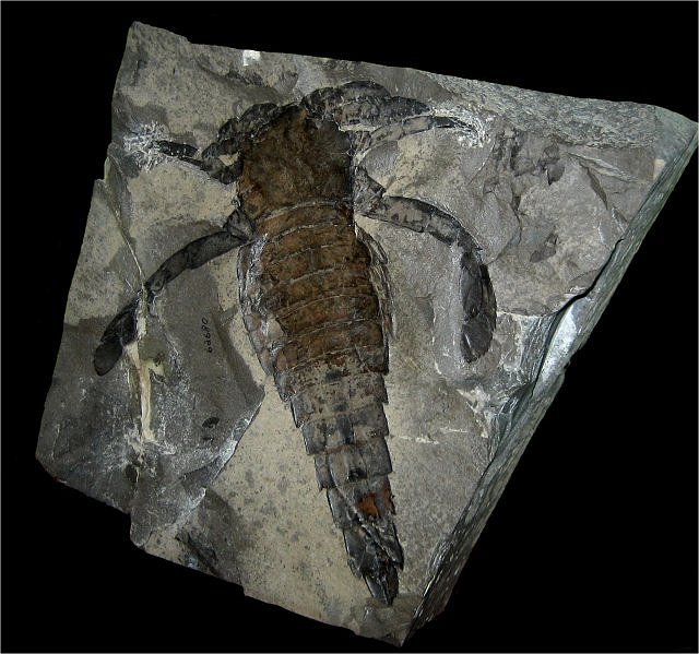 Eurypterid Dolichopterus Macrocheirus Silurian, Ontario Canada, Exhibit Museum Of Natural History, University Of Michigan, Ann Arbor, Michigan