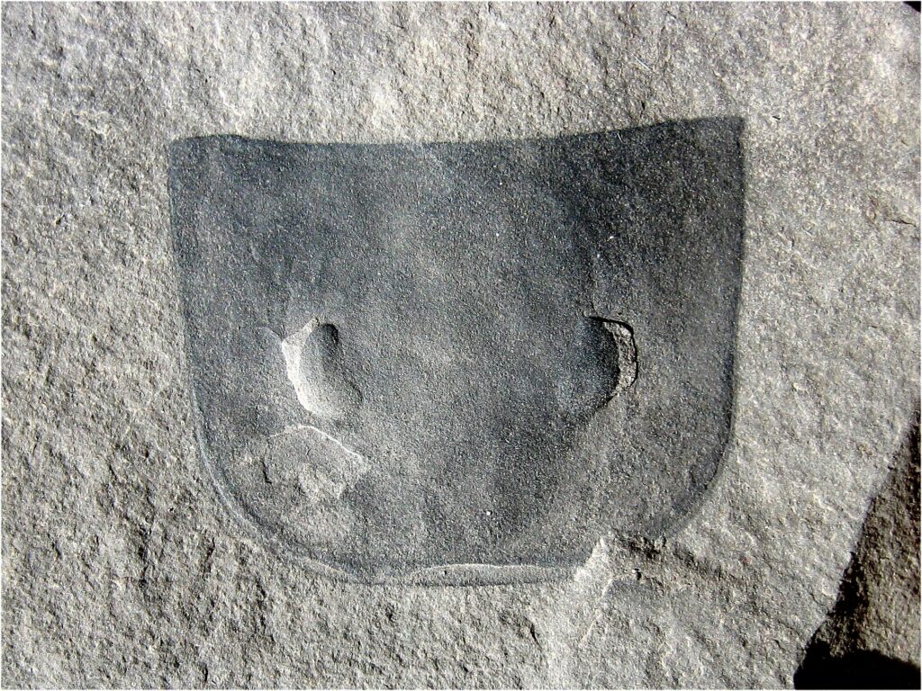 Eurypterid Eurypterus Remipies Bertie Group, Fiddlers Green Formation Phelps Waterline, Herkimer, New York Benthos Dwelling Species, Head And Eyes
