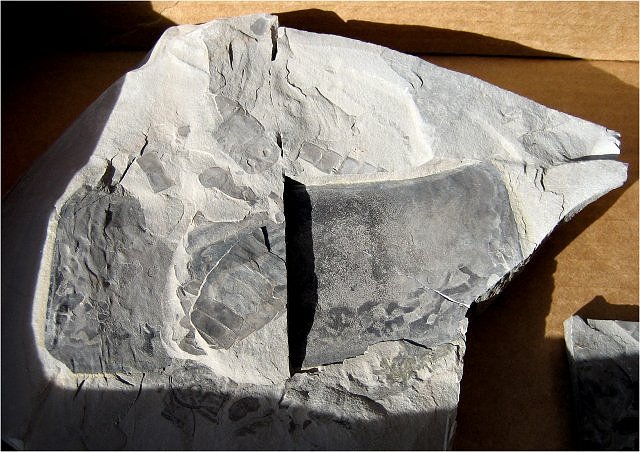 Eurypterid Fossil Body Segment Of Giant Eurypterid Herkimer, New York. The Giant Eurypterid Was Nearly 8 Feet Long. The Dark Body Segment Is About 4 Inches By 5 Inches