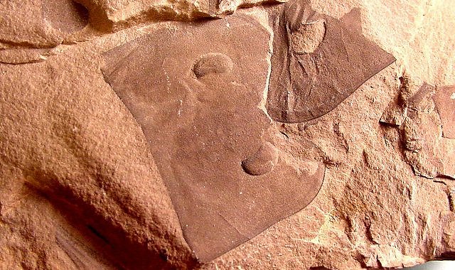 Eurypterid Fossilized Eyes And Head Of Unknown Species Of Eurypterid