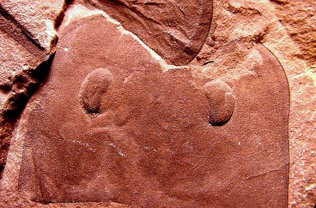 Eurypterid Fossilized Eyes Or Unknown Species Of Eurypterid