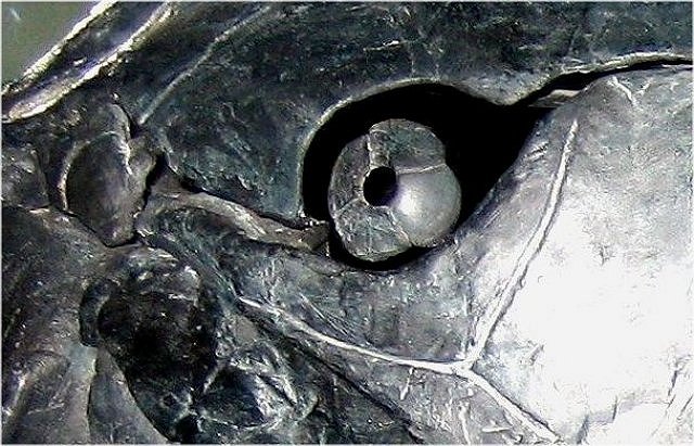 Fish Fossil Dunkleosteus, An Armored Fish, Devonian Exhibit Museum Of Natural History University Of Michigan, Ann Arbor, Michigan