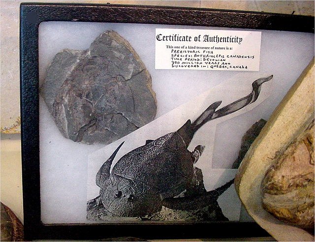 Fish Fossil Armored Fish, Botharloepis Canadensis, Devonian, Found In Quebec Canada, Wonders Of The World Minerals