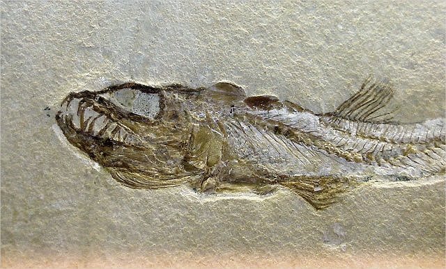 Fish Fossil Armored Fish, Botharloepis Canadensis, Devonian, Found In Quebec Canada, Wonders Of The World Minerals