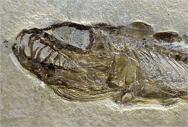 Fish Fossil Armored Fish, Botharloepis Canadensis, Devonian, Found In Quebec Canada, Wonders Of The World Minerals