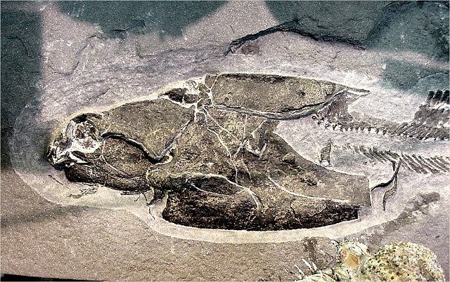 Fish Fossil Armored Fish, Botharloepis Canadensis, Devonian, Found In Quebec Canada, Wonders Of The World Minerals