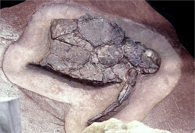 Fish Fossil Armored Fish, Botharloepis Canadensis, Devonian, Found In Quebec Canada, Wonders Of The World Minerals