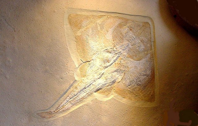 Fish Fossil Cartilaginous Fish Called Skates, Species Unknown, International Fossil Co