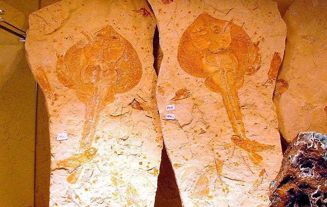 Fish Fossil Cartilaginous Fish Called Skates, Species Unknown, International Fossil Co.