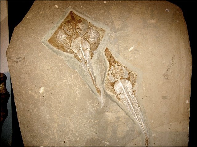 Fish Fossil Cartilaginous Fish Called Skates, Species Unknown, Peter Pittman Fossils