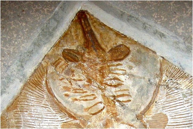 Fish Fossil Cartilaginous Fish Called Skates, Species Unknown, Peter Pittman Fossils
