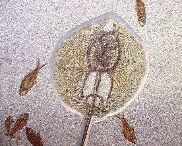 Fish Fossil Cartilaginous Fish Called Skates, Species Unknown, Wonders Of The World Co