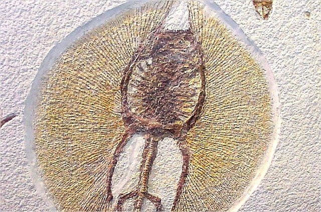 Fish Fossil Cartilaginous Fish Called Skates, Species Unknown, Wonders Of The World Co