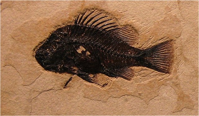 Fish Fossil Fish, Piscacara, Eocene