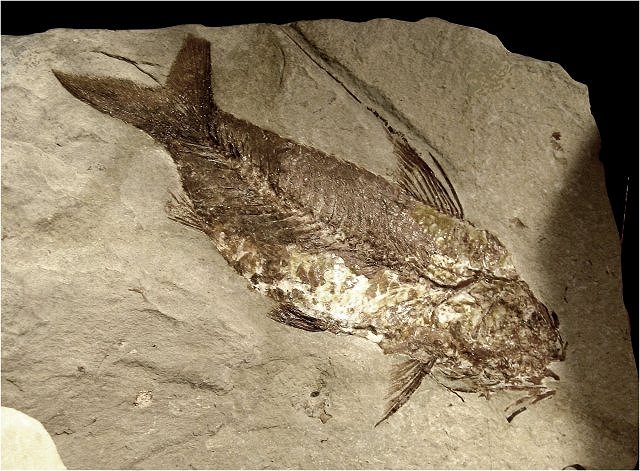 Fish Fossil Fish, Species Unknown