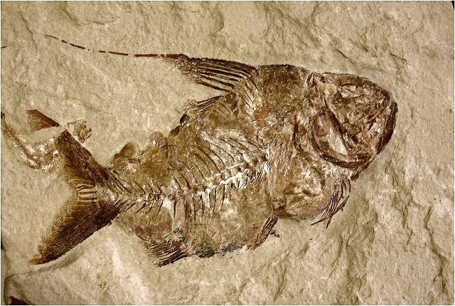 Fish Fossil Fish Species Unknown