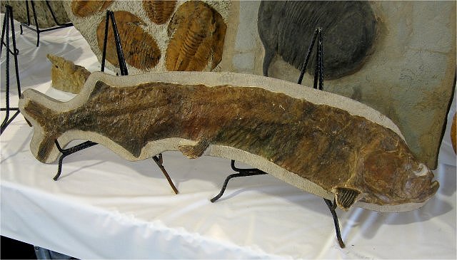 Fish Fossil Fish Species Unknown, Adnane Fossils