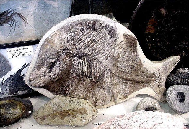 Fish, Fossil Fish Species Unknown, Wonders Of The World Minerals