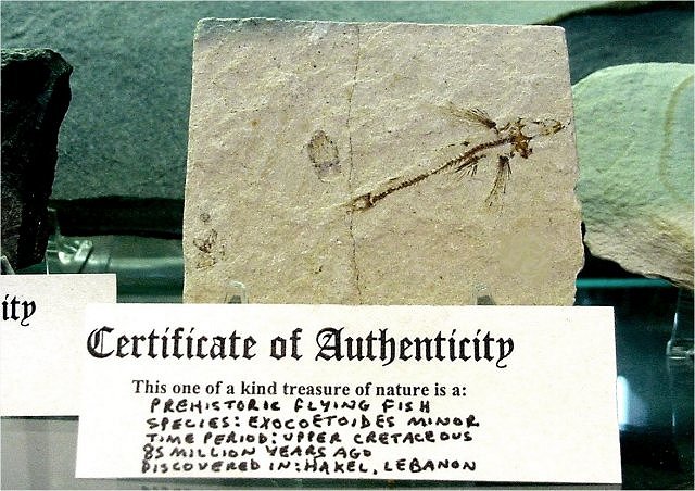 Fish - Fossil Flying Fish, Exocoetoides Minor, Found In Hakel Lebanon, Wonders Of The World Minerals