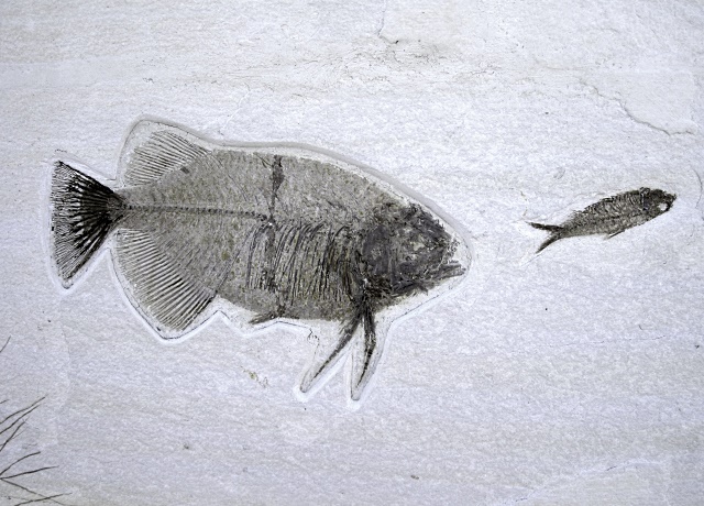 Fish Fossil From Fossil Lake Wyoming Species Unknown