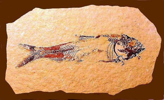 Fish Fossil From Green River Shale Wyoming Species Unknown