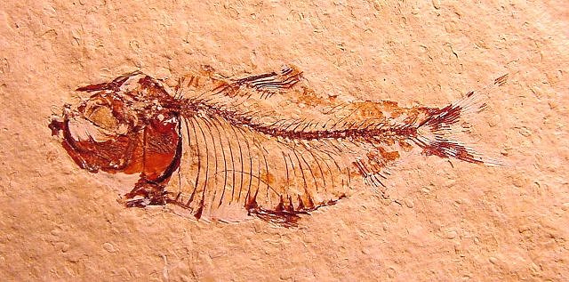 Fish Fossil From Green River Shale Wyoming Species Unknown