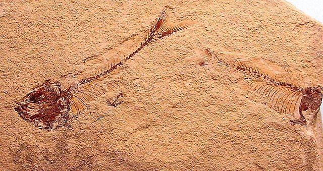 Fish Fossil From Green River Shale Wyoming Species Unknown