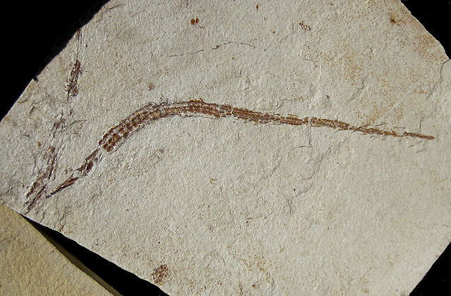 Fish Fossil Pipe Fish A Fish Related To Seahorses, Pliocene, Monterey County Ca