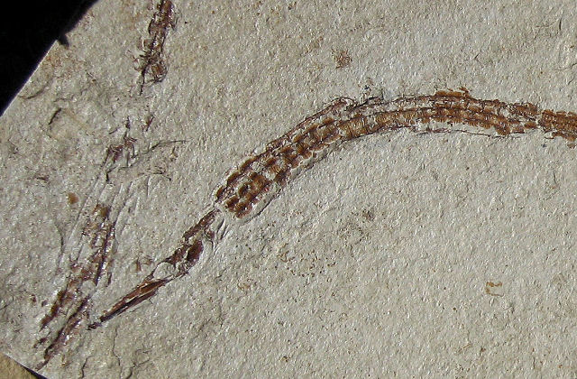 Fish Fossil Pipe Fish A Fish Related To Seahorses, Pliocene, Monterey County Ca