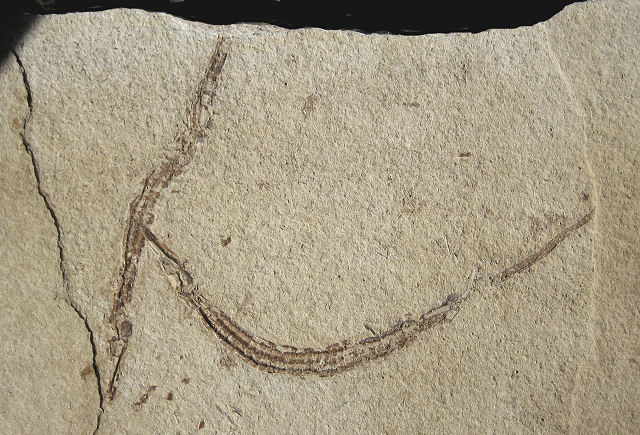 Fish Fossil Pipe Fish A Fish Related To Seahorses, Pliocene, Monterey County Ca