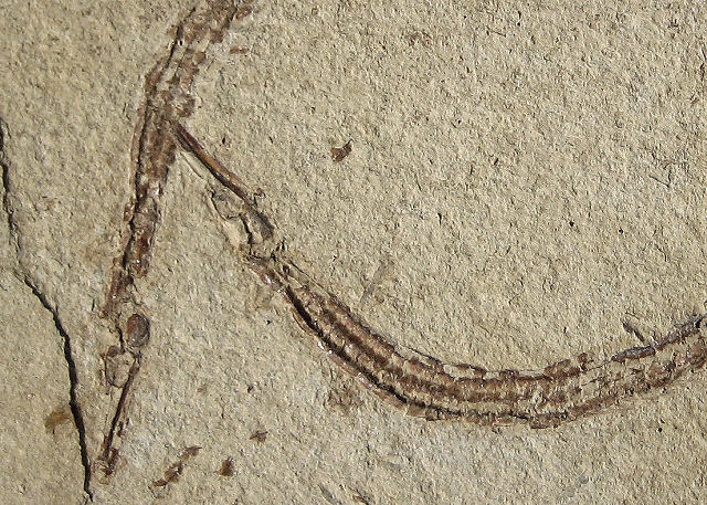 Fish Fossil Pipe Fish A Fish Related To Seahorses, Pliocene, Monterey County Ca